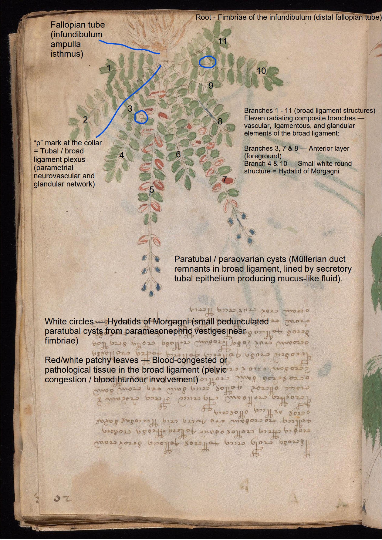 Labelled diagram of Folio 20r